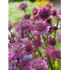 Jarzmianka 'Star of Fire' | Astrantia