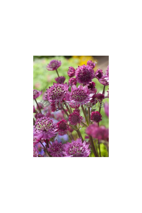 Jarzmianka 'Star of Fire' | Astrantia