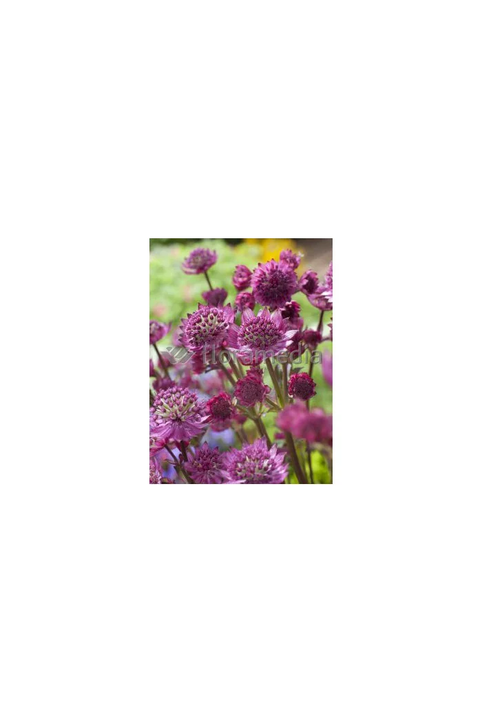 Jarzmianka 'Star of Fire' | Astrantia