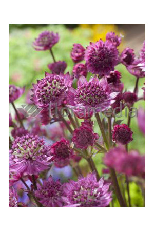 Jarzmianka 'Star of Fire' | Astrantia