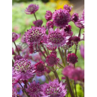 Jarzmianka 'Star of Fire' | Astrantia