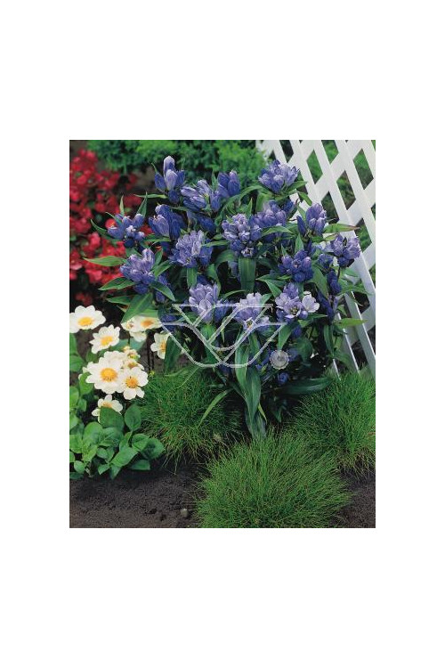 Goryczka krzyżowa Gentiana cruciata