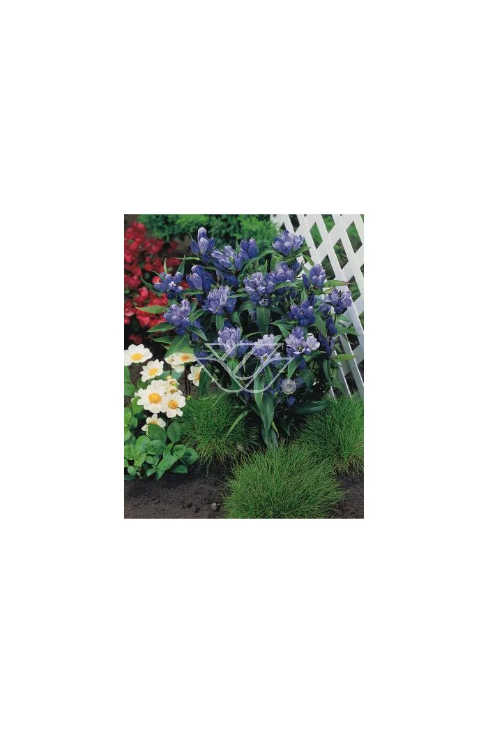 Goryczka krzyżowa Gentiana cruciata