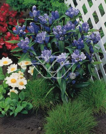 Goryczka krzyżowa Gentiana cruciata