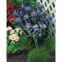 Goryczka krzyżowa Gentiana cruciata