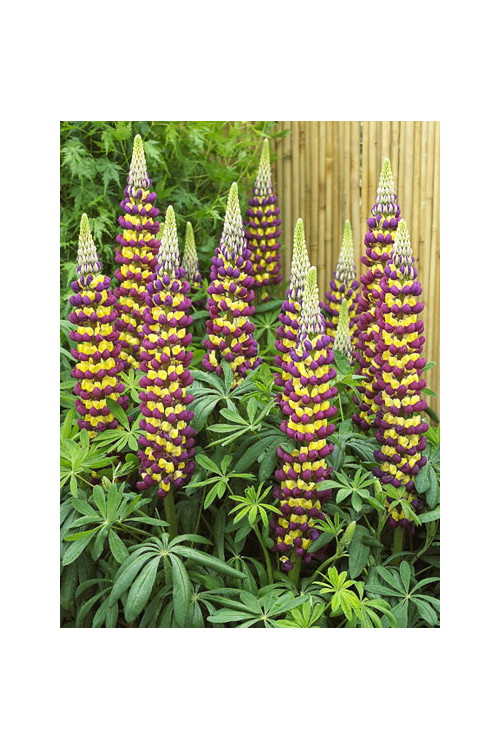 Łubin 'Manhattan Lights' | Lupinus