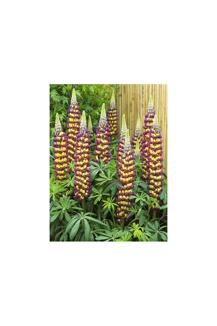 Łubin 'Manhattan Lights' | Lupinus