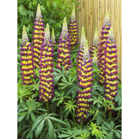 Łubin 'Manhattan Lights' | Lupinus