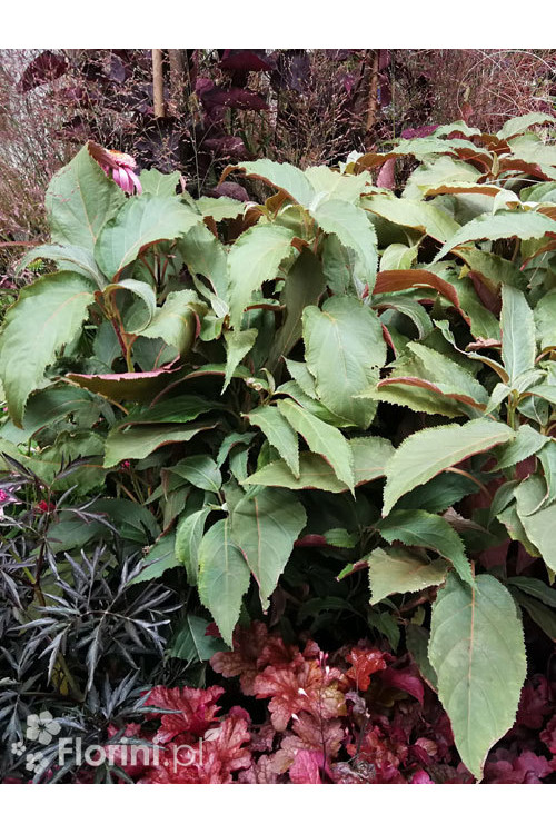 Hortensja kosmata 'Hot Chocolate' |Hydrangea aspera