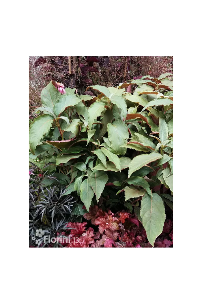 Hortensja kosmata 'Hot Chocolate' |Hydrangea aspera