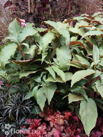 Hortensja kosmata 'Hot Chocolate' |Hydrangea aspera