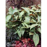 Hortensja kosmata 'Hot Chocolate' |Hydrangea aspera