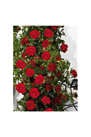 Róża 'Farruca Courtyard' (pnąca, pachnąca) Rosa