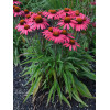Jeżówka 'Glowing Dream' | Echinacea