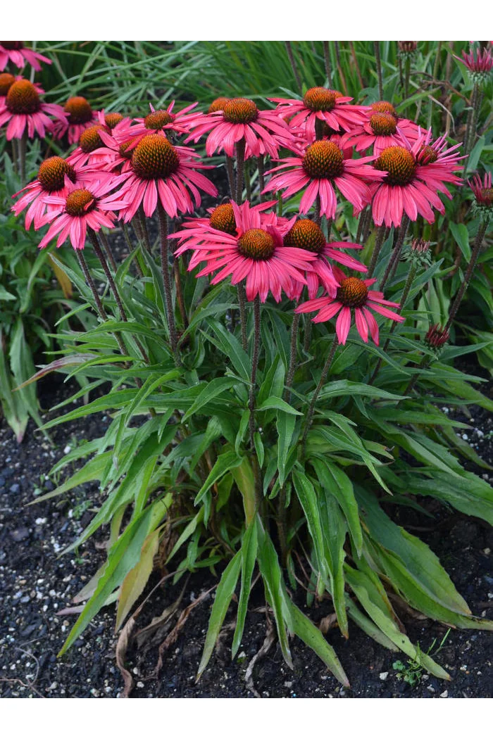 Jeżówka 'Glowing Dream' | Echinacea