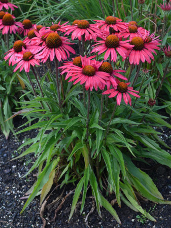 Jeżówka 'Glowing Dream' | Echinacea