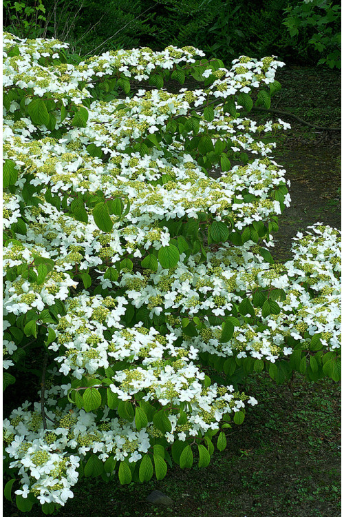 Kalina japońska 'Watanabe' | Viburnum plicatum
