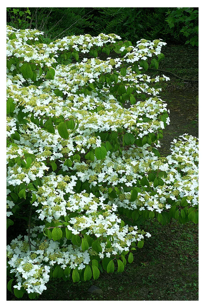 Kalina japońska 'Watanabe' | Viburnum plicatum