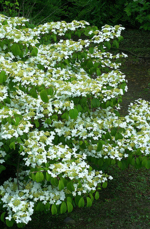 Kalina japońska 'Watanabe' | Viburnum plicatum