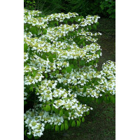 Kalina japońska 'Watanabe' | Viburnum plicatum