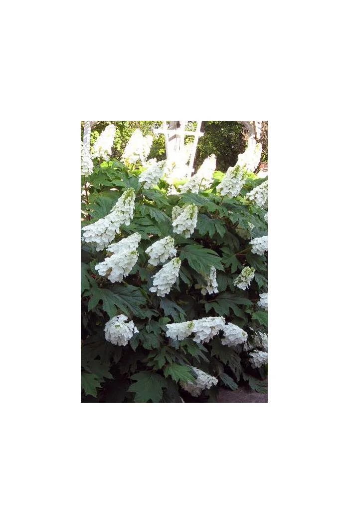 Hortensja dębolistna 'Ice Crystal' | Hydrangea quercifolia