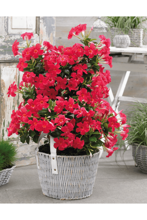 Sundaville 'Grand Rose' | Sundaville