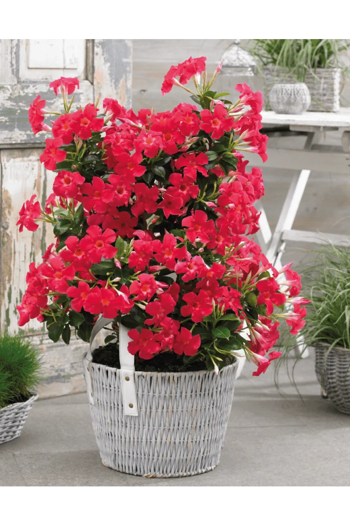 Sundaville 'Grand Rose' | Sundaville