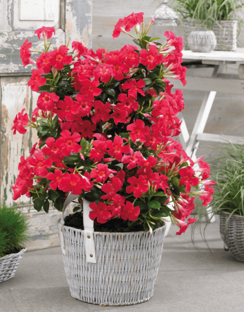 Sundaville 'Grand Rose' | Sundaville