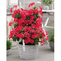 Sundaville 'Grand Rose' | Sundaville