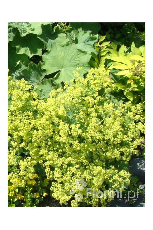 Przywrotnik ostroklapowy | Alchemilla molis