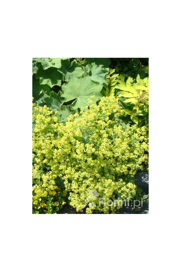 Przywrotnik ostroklapowy | Alchemilla molis