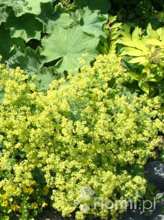 Przywrotnik ostroklapowy | Alchemilla molis