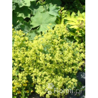 Przywrotnik ostroklapowy | Alchemilla molis