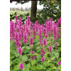Kłosowiec 'Danish Delight' | Agastache hybrida