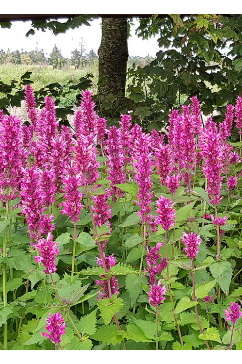Kłosowiec 'Danish Delight' | Agastache hybrida