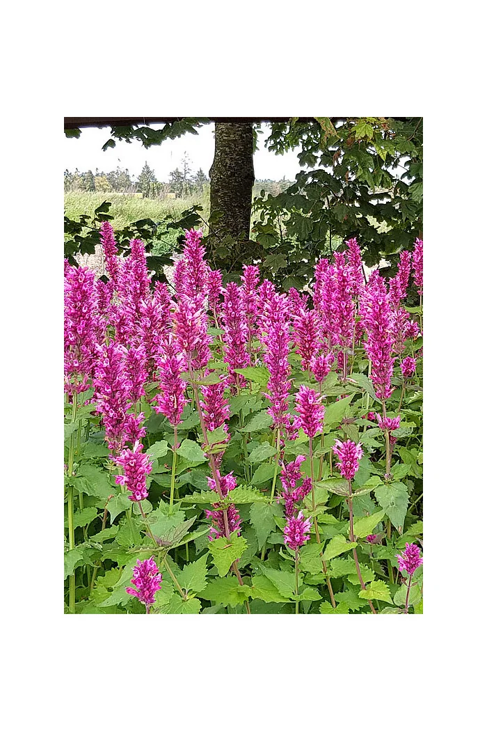 Kłosowiec 'Danish Delight' | Agastache hybrida