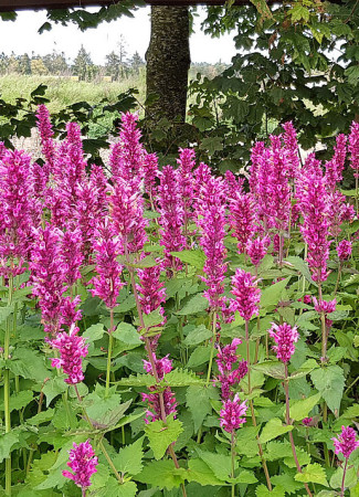 Kłosowiec 'Danish Delight' | Agastache hybrida