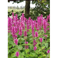 Kłosowiec 'Danish Delight' | Agastache hybrida