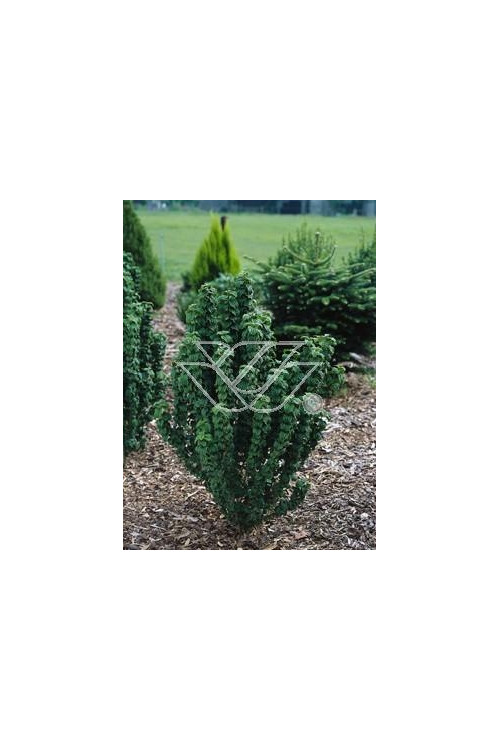 Dereń świdwa 'Compressa' Cornus sanguinea