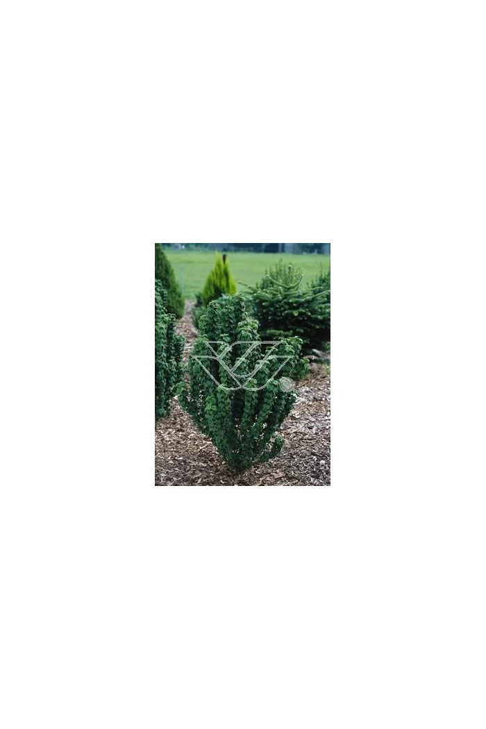 Dereń świdwa 'Compressa' Cornus sanguinea