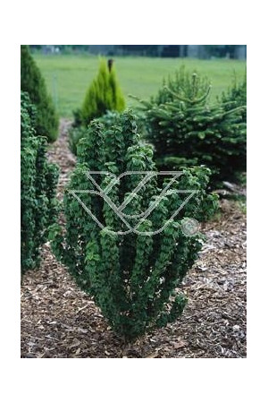 Dereń świdwa 'Compressa' Cornus sanguinea