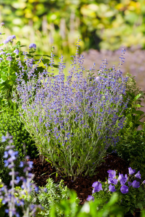 Perowskia łobodolistna 'Little Spire' | Perovskia atriplicifolia