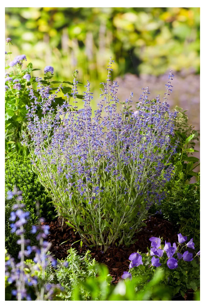 Perowskia łobodolistna 'Little Spire' | Perovskia atriplicifolia