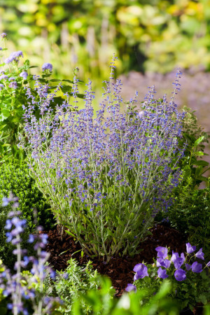 Perowskia łobodolistna 'Little Spire' | Perovskia atriplicifolia