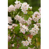 Żylistek zaróżowiony 'Kalmiiflora' | Deutzia purpurascens