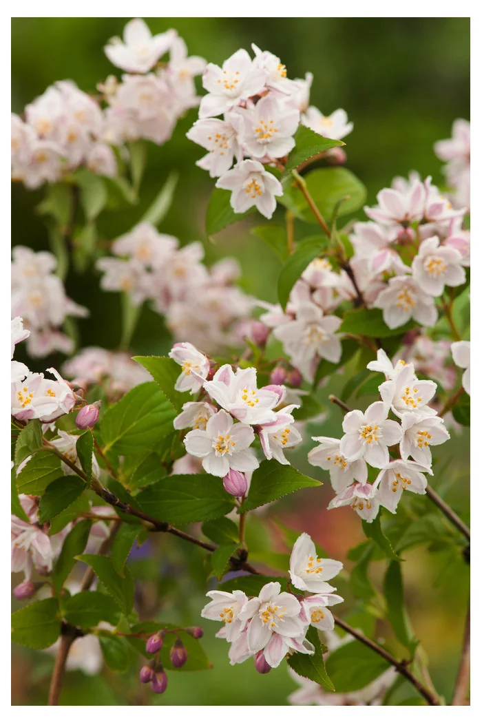 Żylistek zaróżowiony 'Kalmiiflora' | Deutzia purpurascens