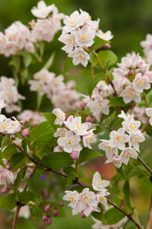 Żylistek zaróżowiony 'Kalmiiflora' | Deutzia purpurascens
