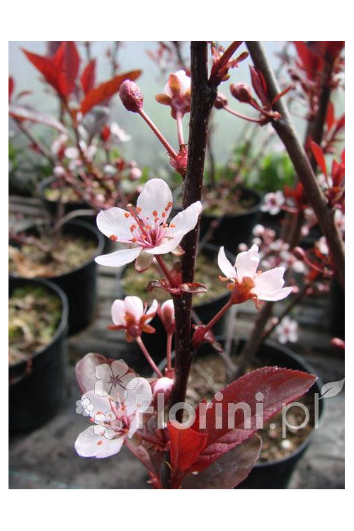 Śliwa dziecięca Prunus cistena