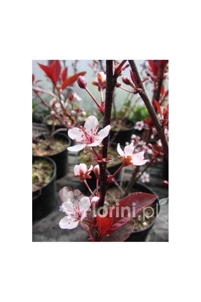 Śliwa dziecięca Prunus cistena