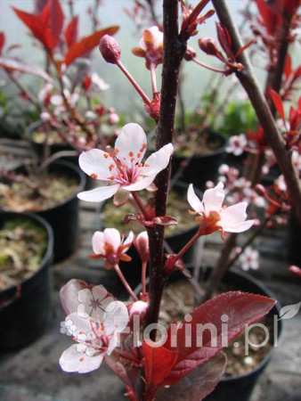 Śliwa dziecięca Prunus cistena